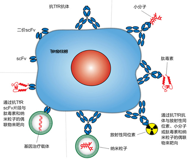 技术导航-以癌症细胞的转铁蛋白为靶标-图3.jpg